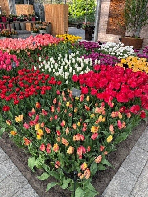 Tulips 